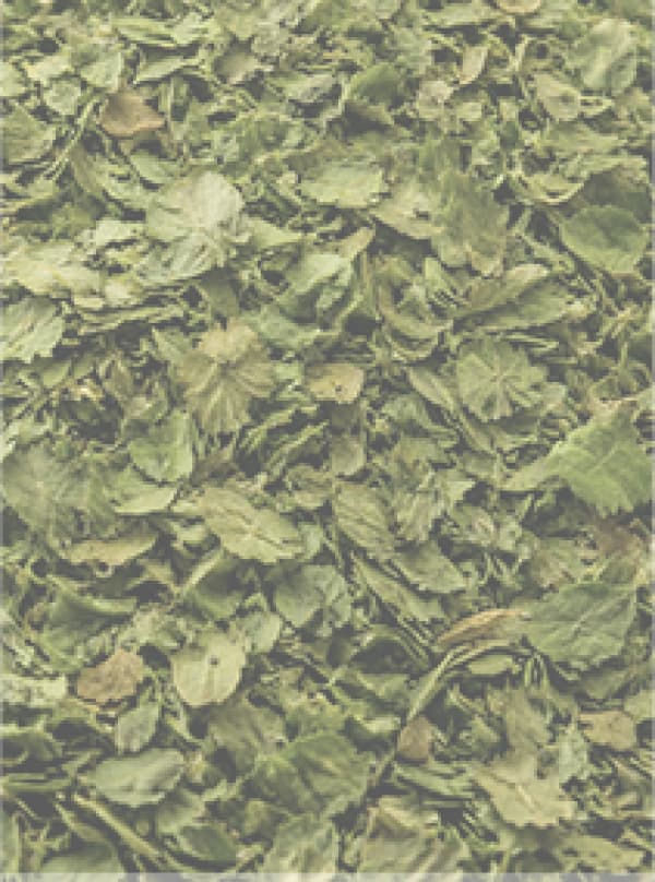 Coriander Leaves/ Cilantro