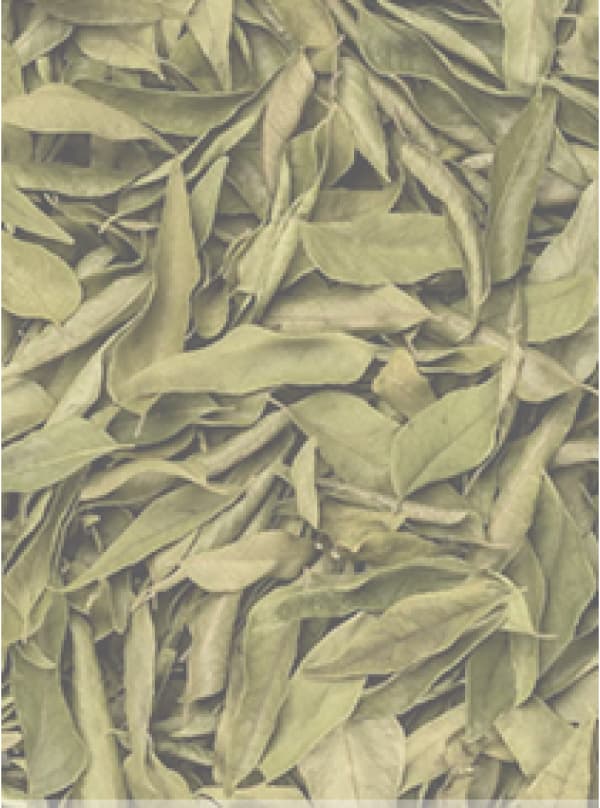 Curry Leaf