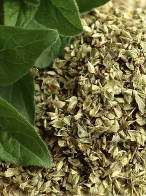 Oregano