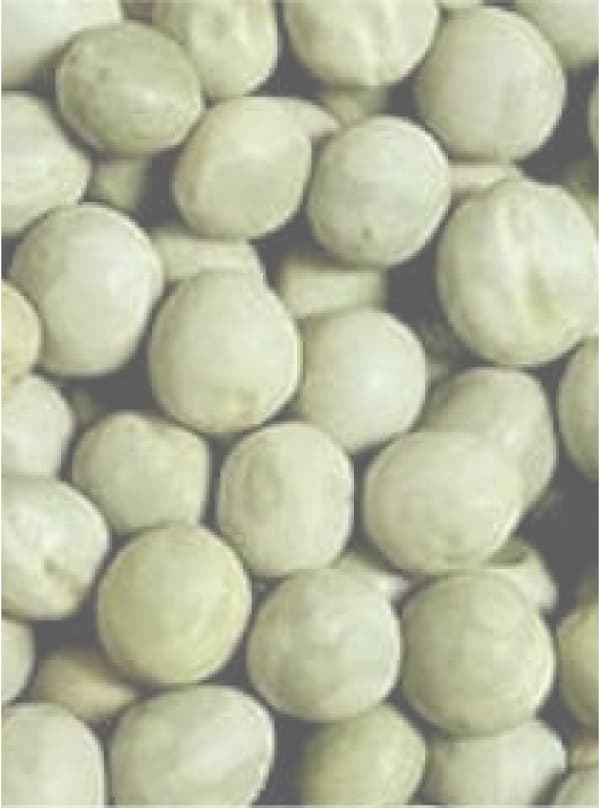 Green Peas Fd