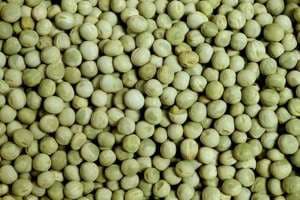 Green Peas Fd