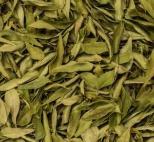 Curry Leaf
